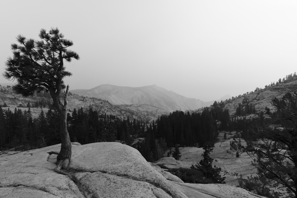 a black and white photo of a tree on top of a mountain