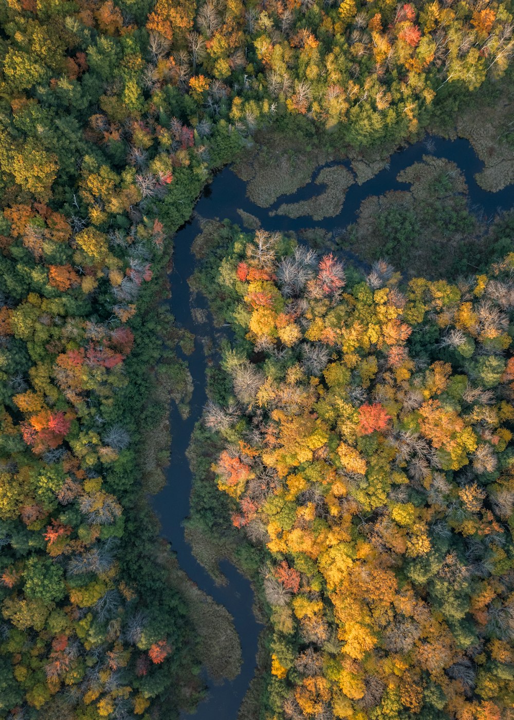 an aerial view of a river surrounded by trees