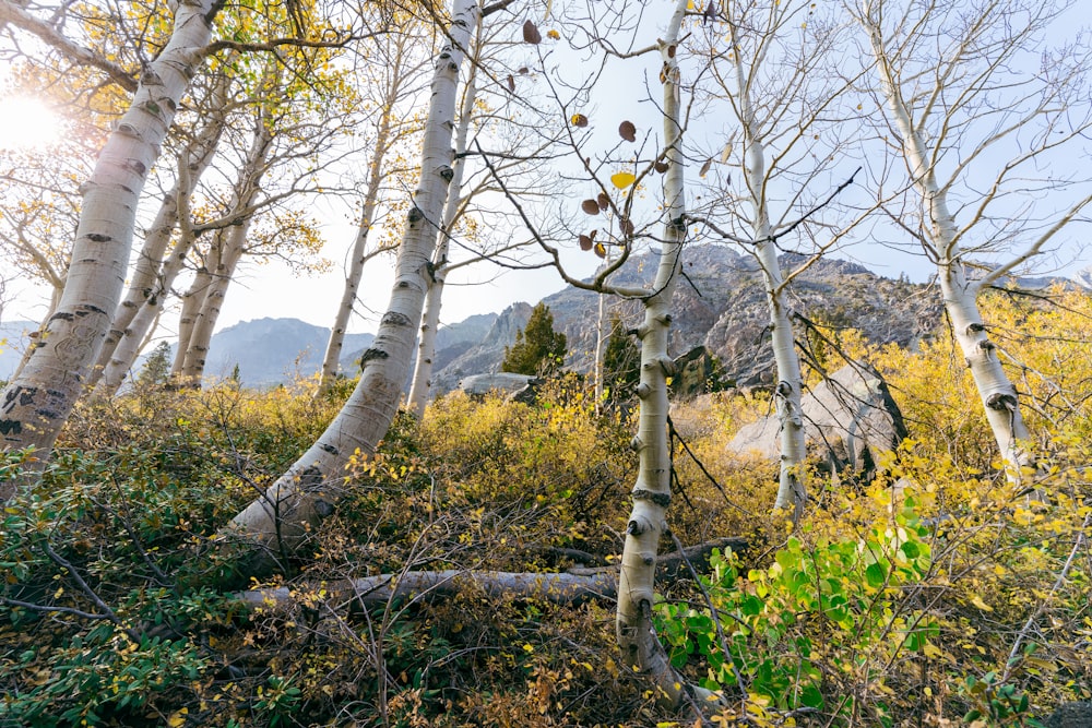 키 큰 하얀 나무가 가득한 숲