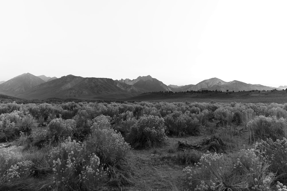 a black and white photo of a field with mountains in the background