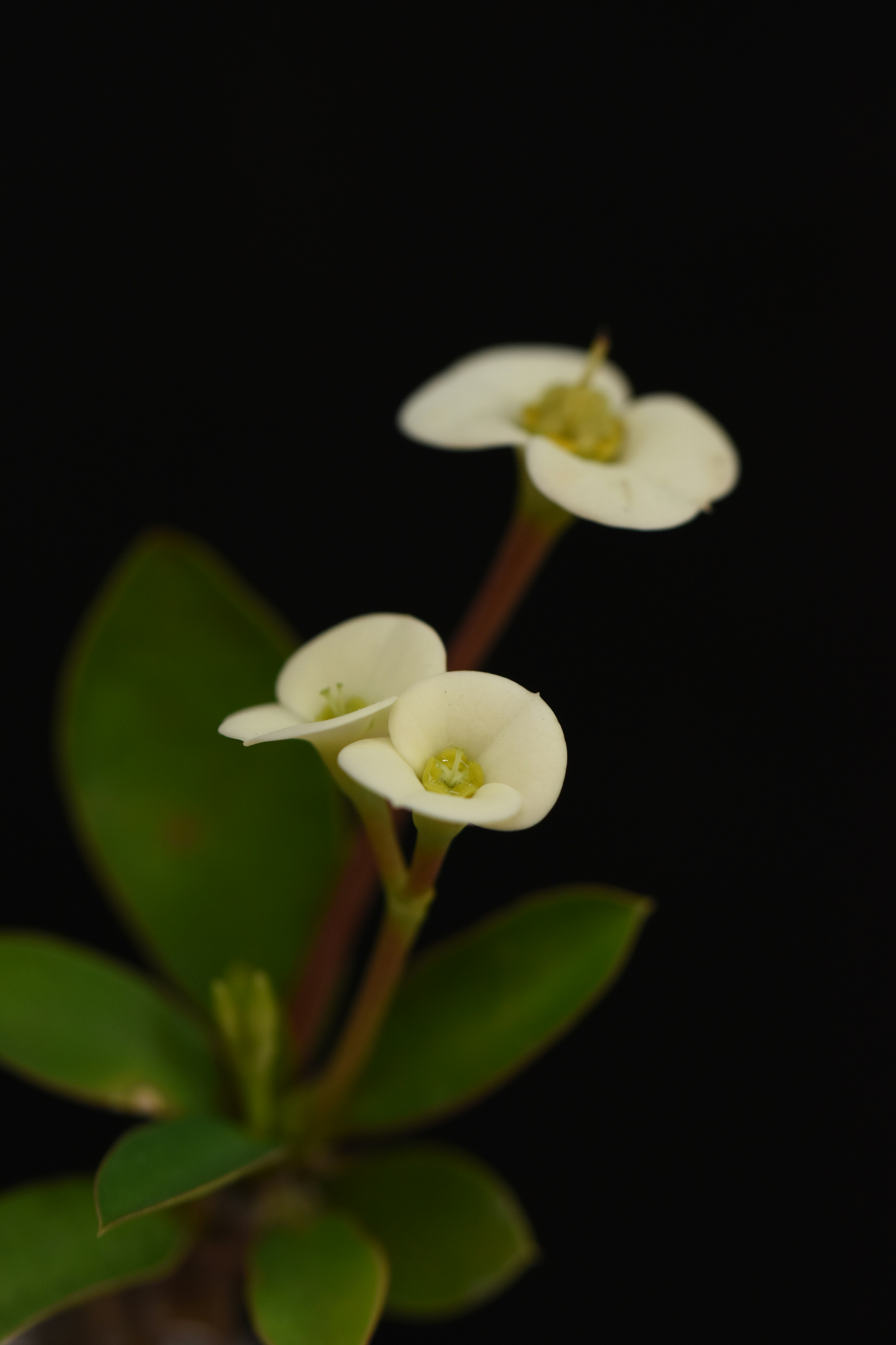 Dos flores blancas con hojas verdes en un jarrón