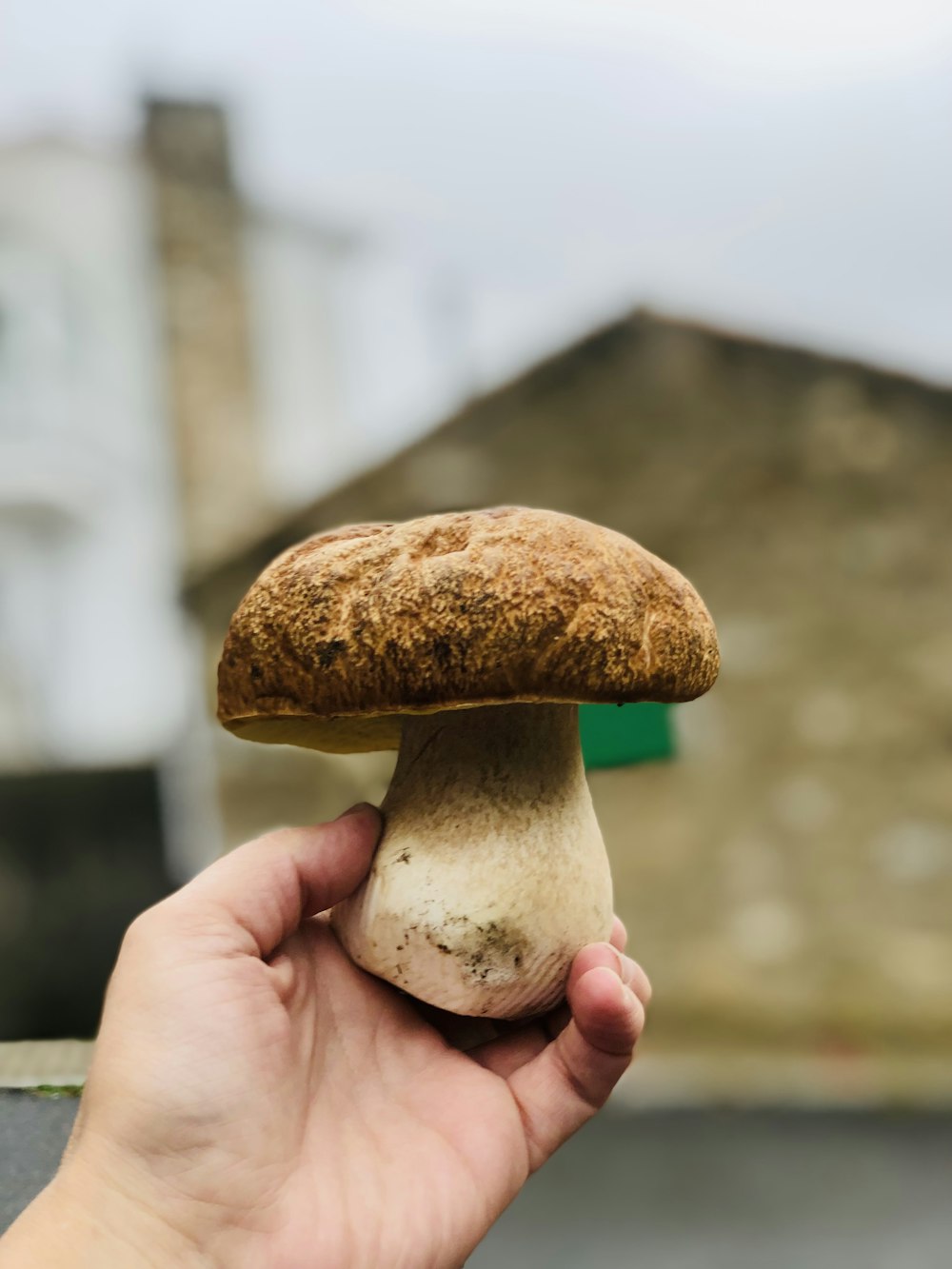 a person holding a mushroom in their hand