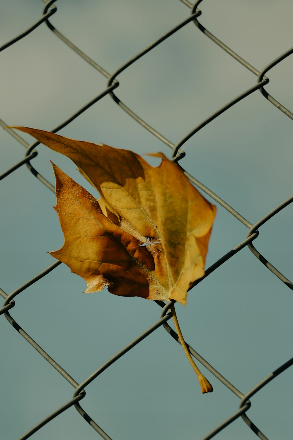 a leaf that is sitting on a chain link fence