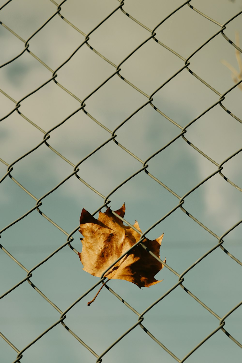 a leaf that is sitting on a fence