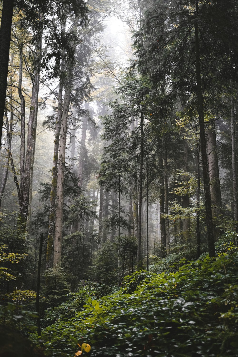 a forest filled with lots of tall trees