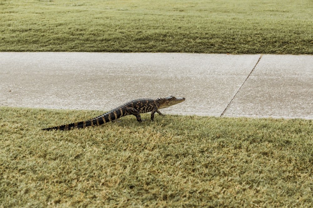 a lizard is standing in the grass on the sidewalk