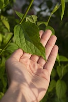 Close-up of a hand gently holding a smooth green leaf symbolizing growth.