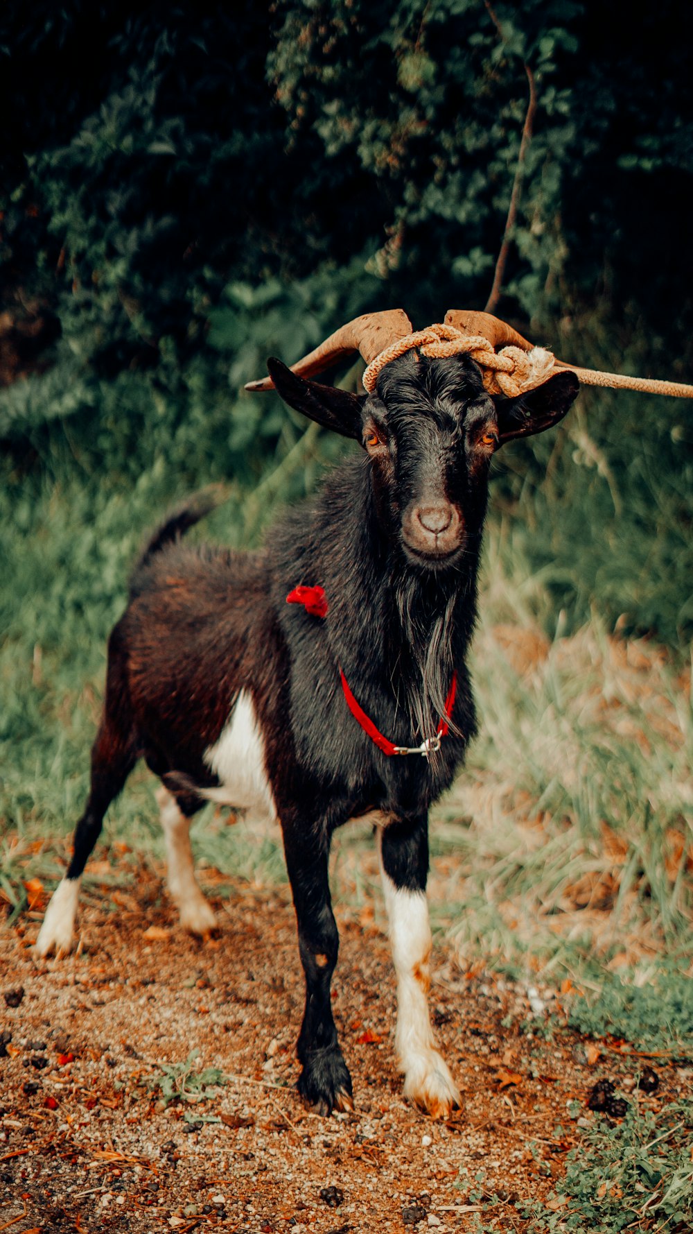 a small goat with a hat on its head