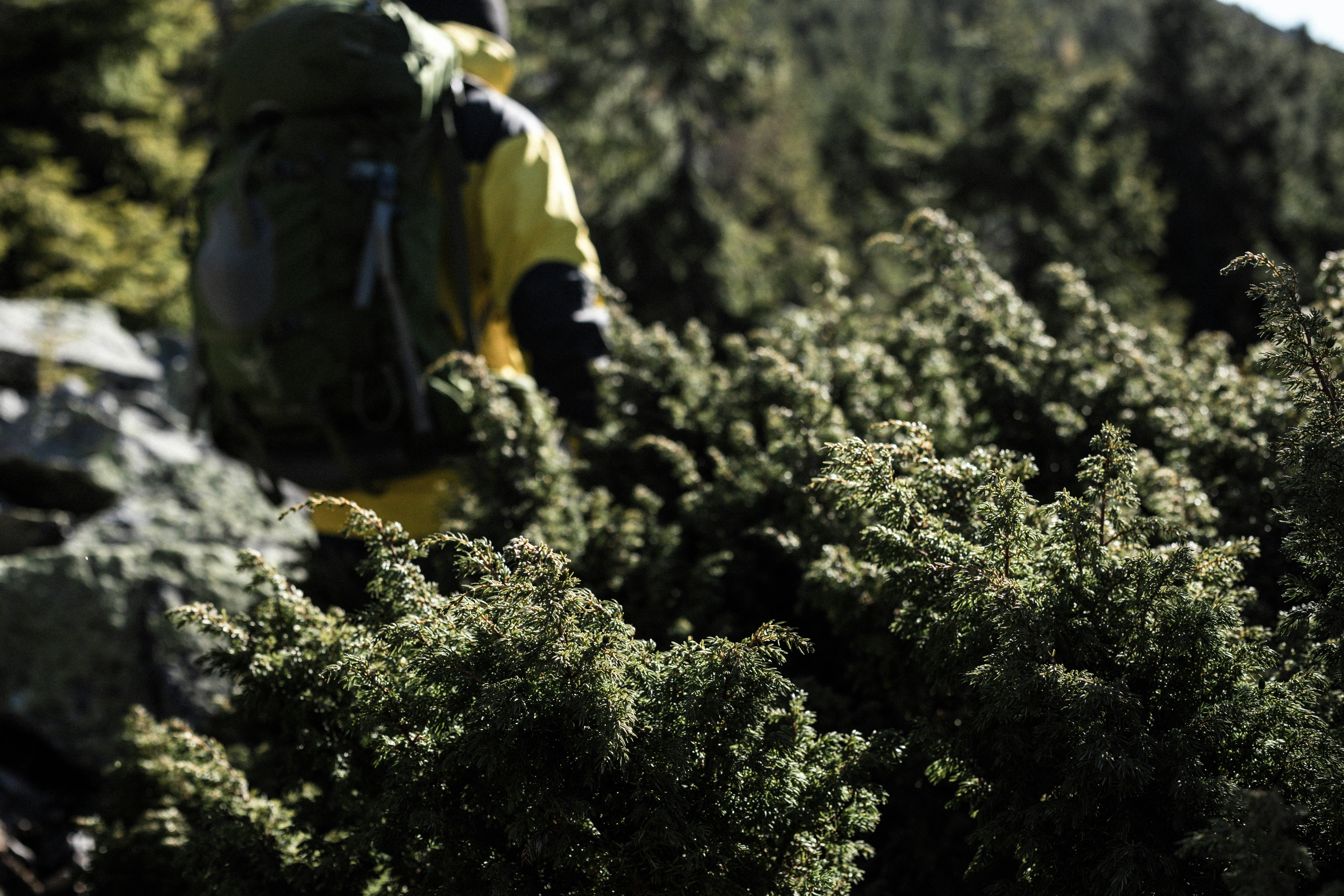 A person hiking through a lush, green forest to reduce cortisol levels - traveler well being