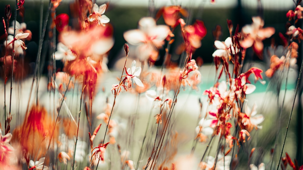 a bunch of flowers that are in the grass