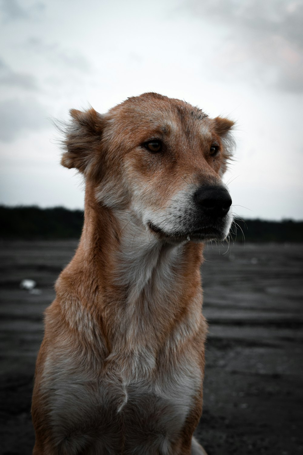 a close up of a dog with a sky background