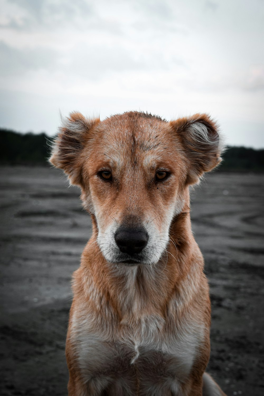 a brown and white dog sitting on top of a dirt field