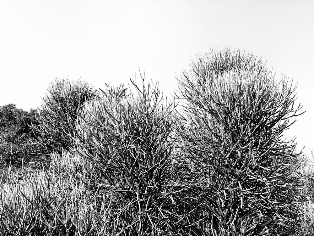 a black and white photo of a bush