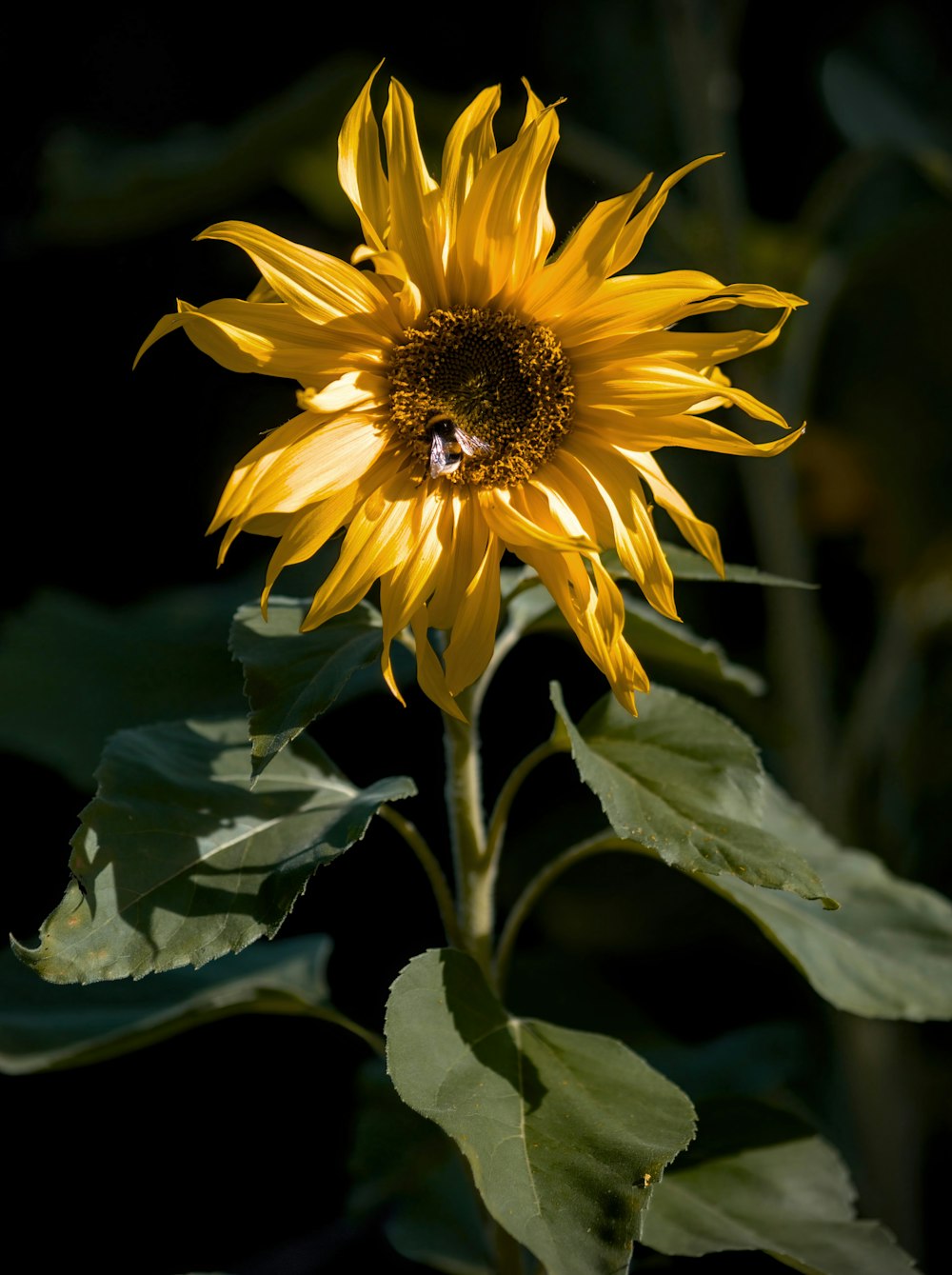 a yellow sunflower with a bee on it