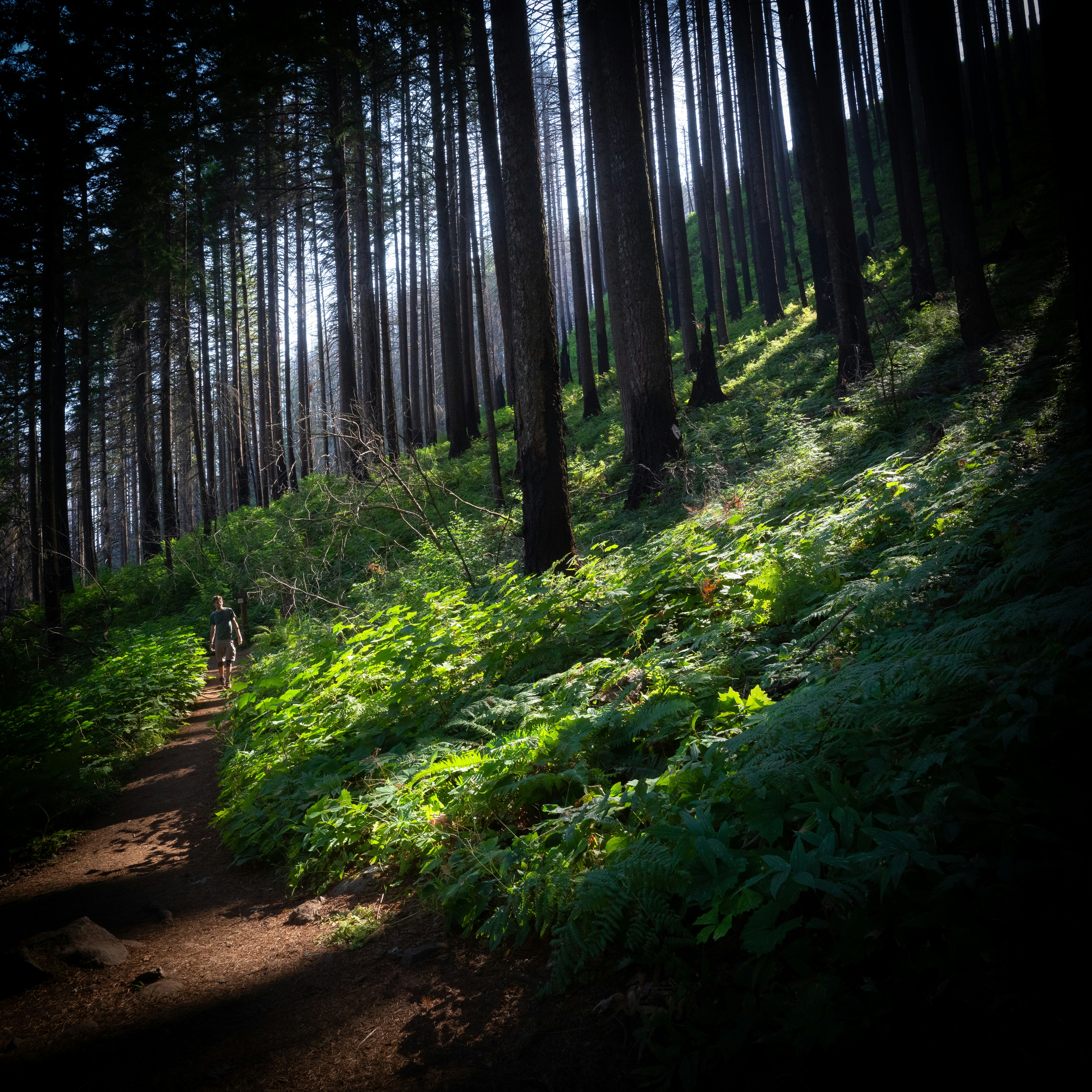 burnt forest landscape, wallpaper, Minimize Fire Impact: Protecting Ground & Ecosystems 6