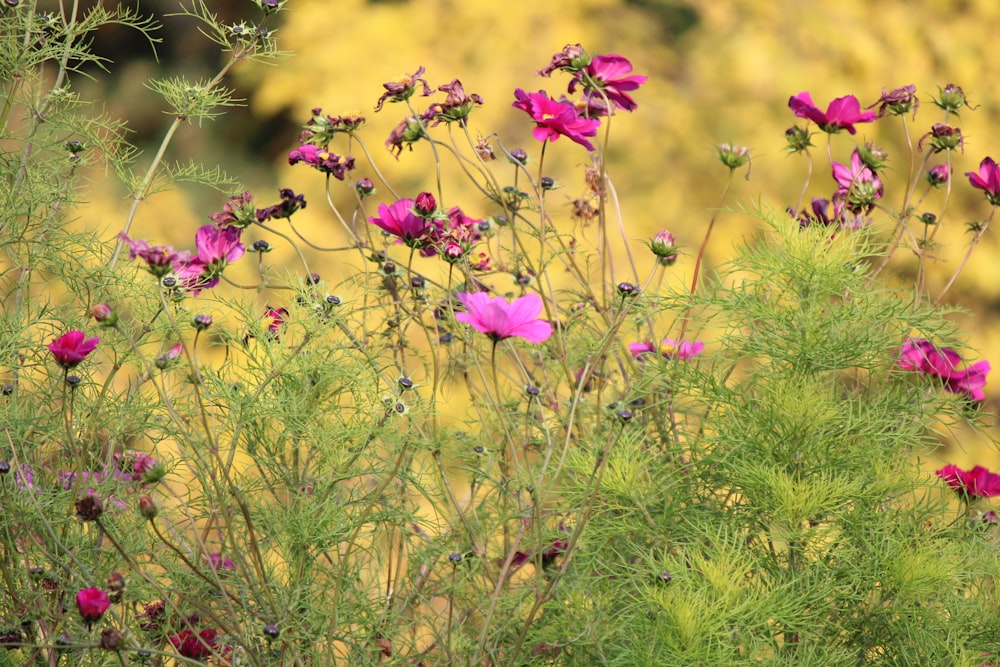 a bush with pink flowers in the middle of a field