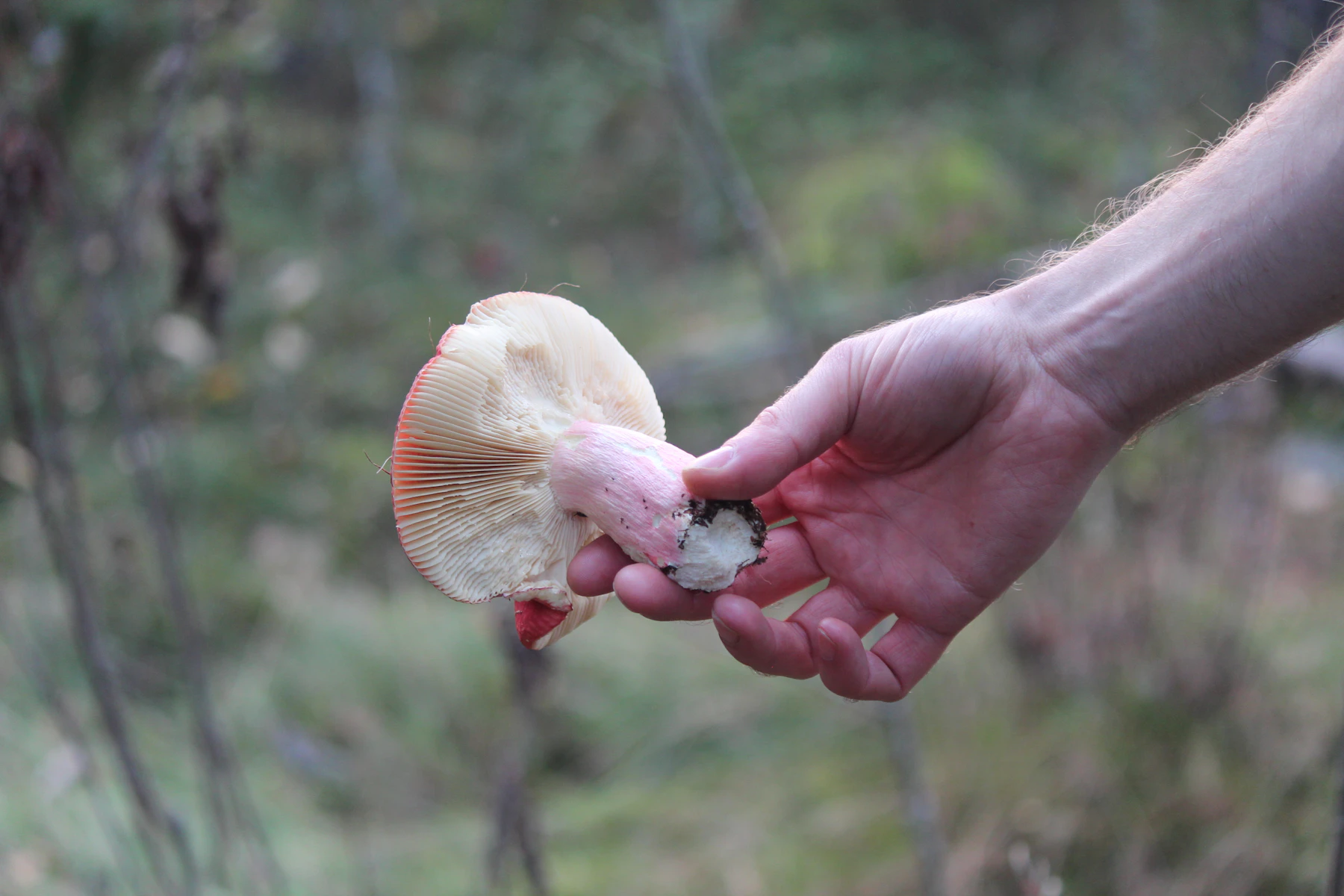 A hand holding up a pale gilled mushroom, lifted whole with its base, in open woodland
