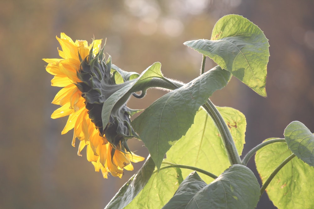 a yellow sunflower with green leaves in the sun