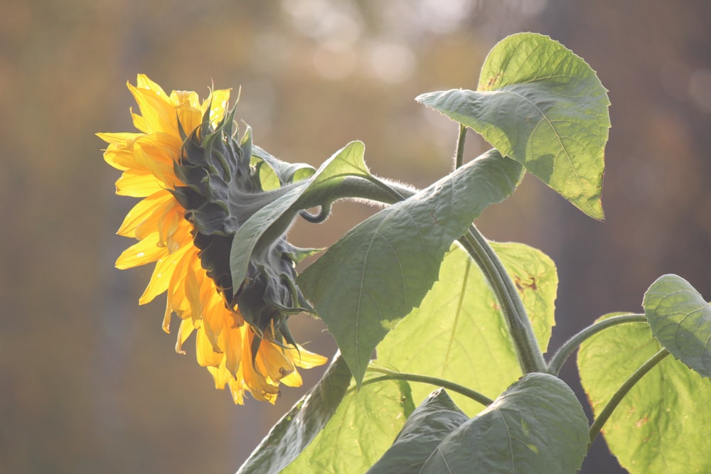 un girasole giallo con foglie verdi al sole