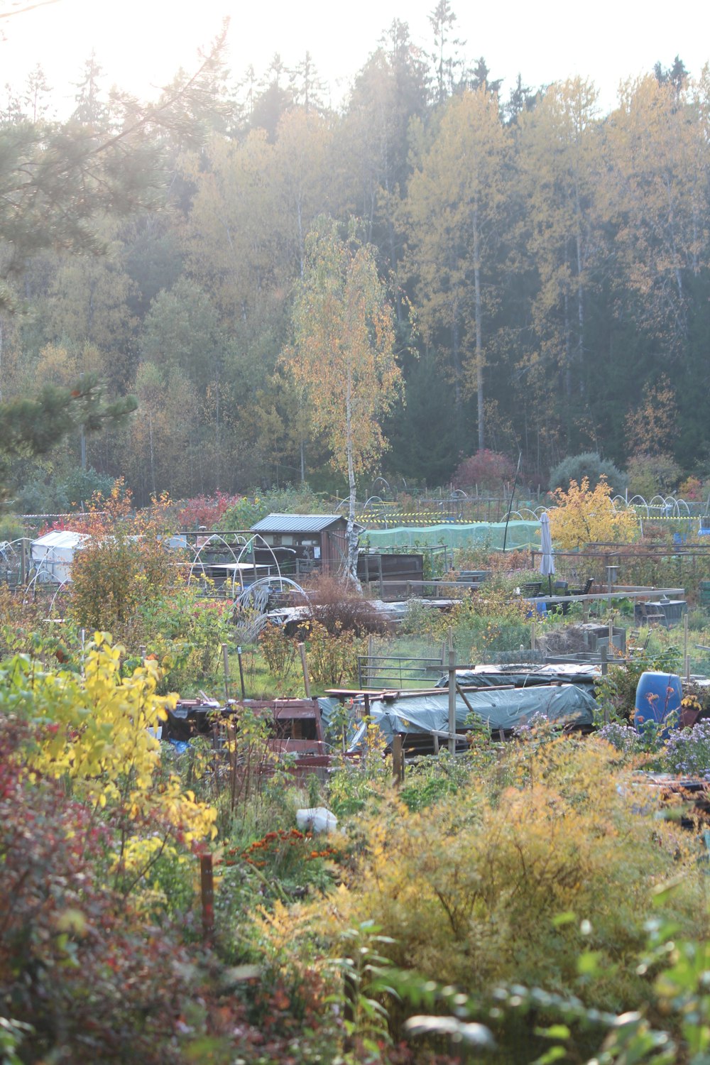 a bunch of cars that are in a field