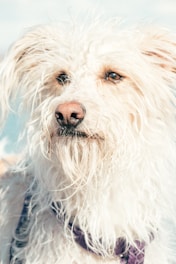 a shaggy white dog with a purple collar
