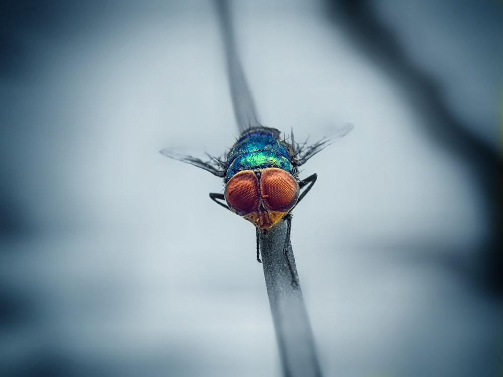 a colorful fly sitting on top of a blade