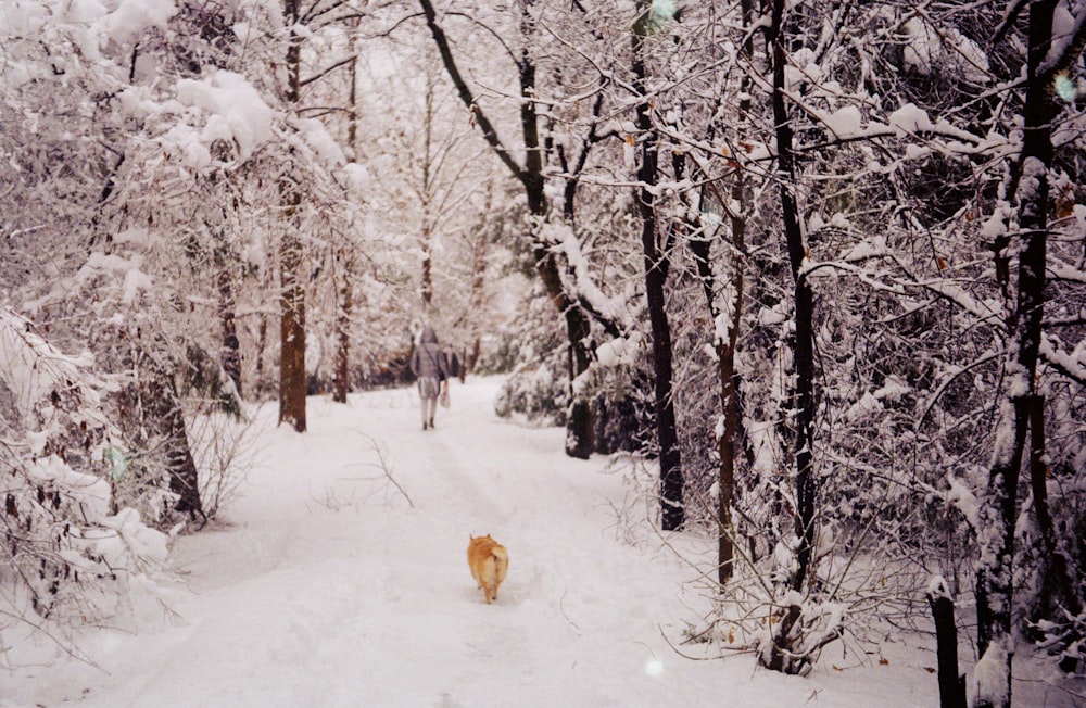 a dog that is walking in the snow