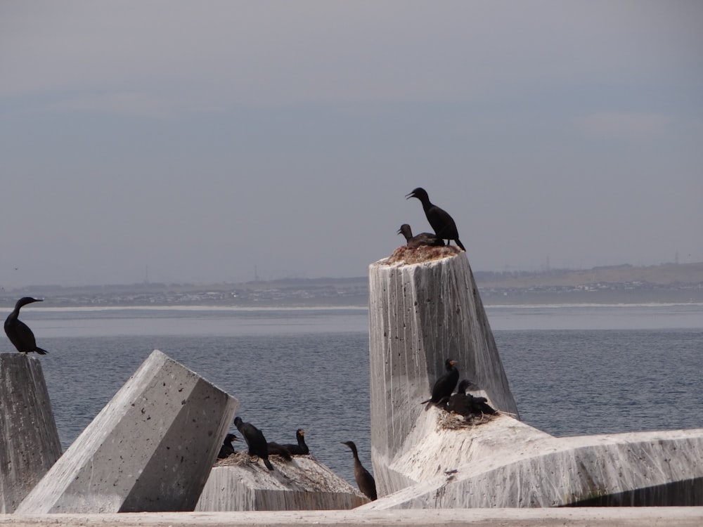 a flock of birds sitting on top of cement blocks