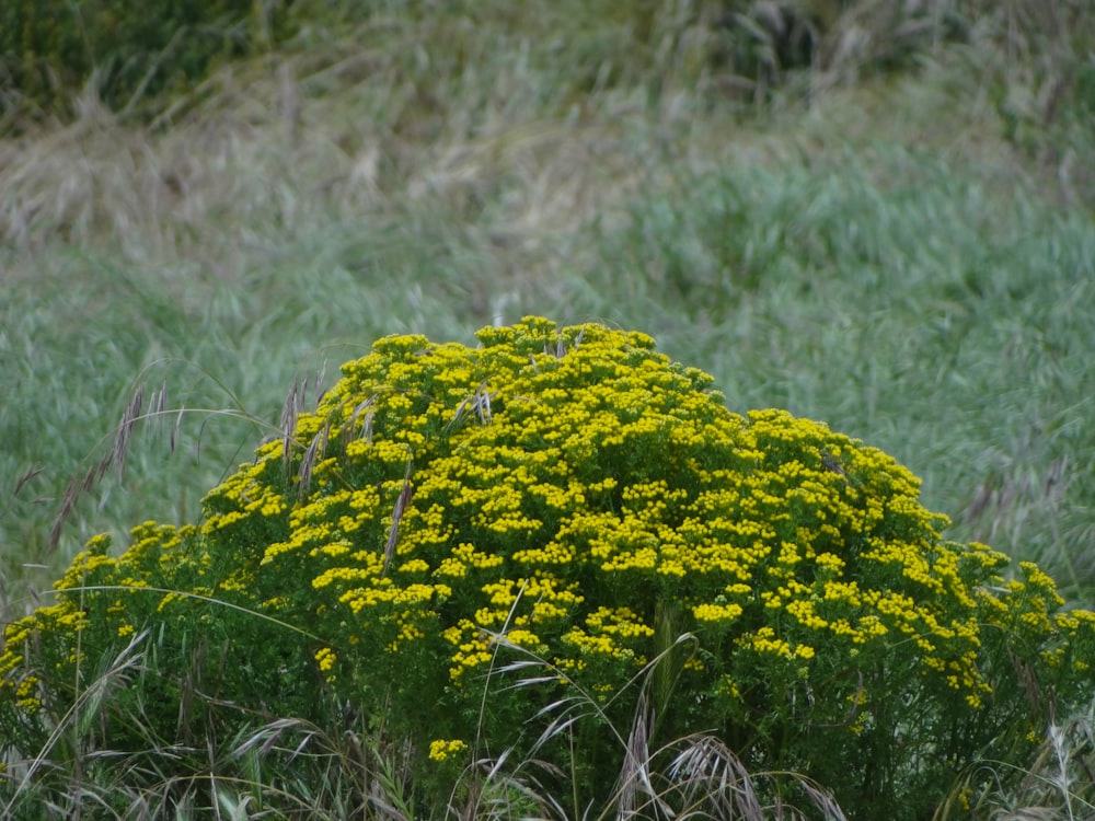 a yellow flower in a field of tall grass