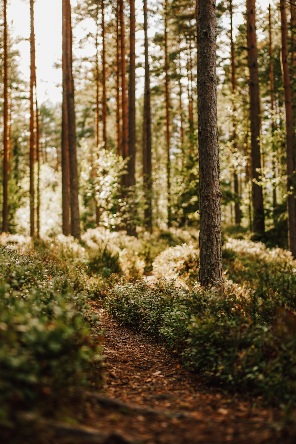 Un sentiero nel mezzo di una foresta circondata da alberi ad alto fusto