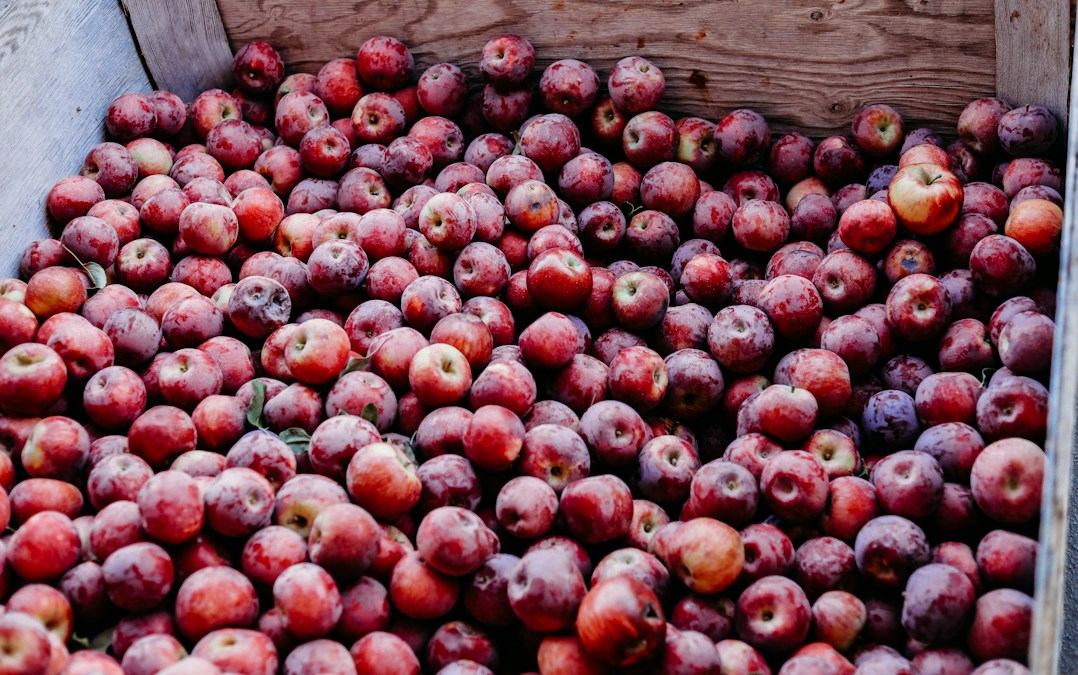 Un cageot en bois rempli de pommes rouges fraîchement cueillies, prêtes à la vente