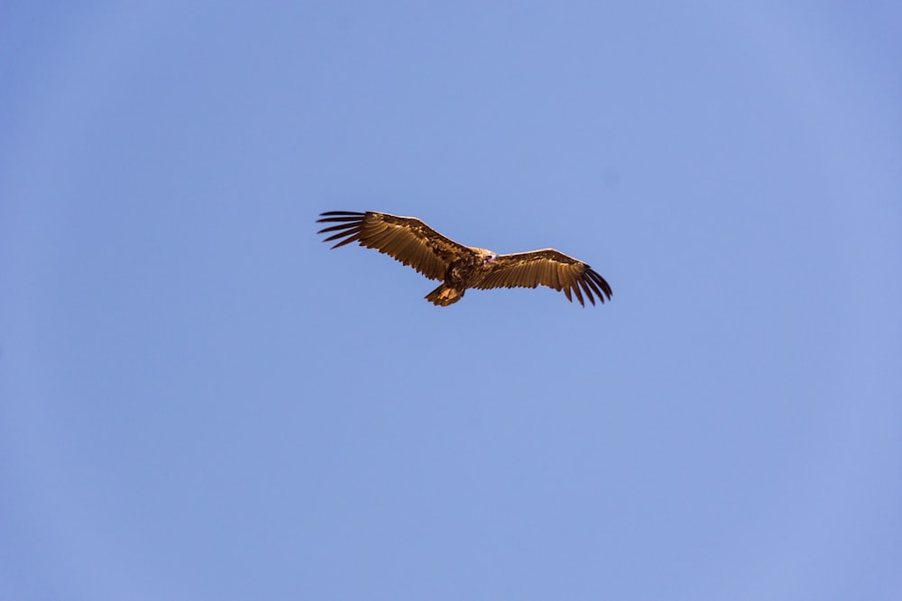 a large bird flying through a blue sky