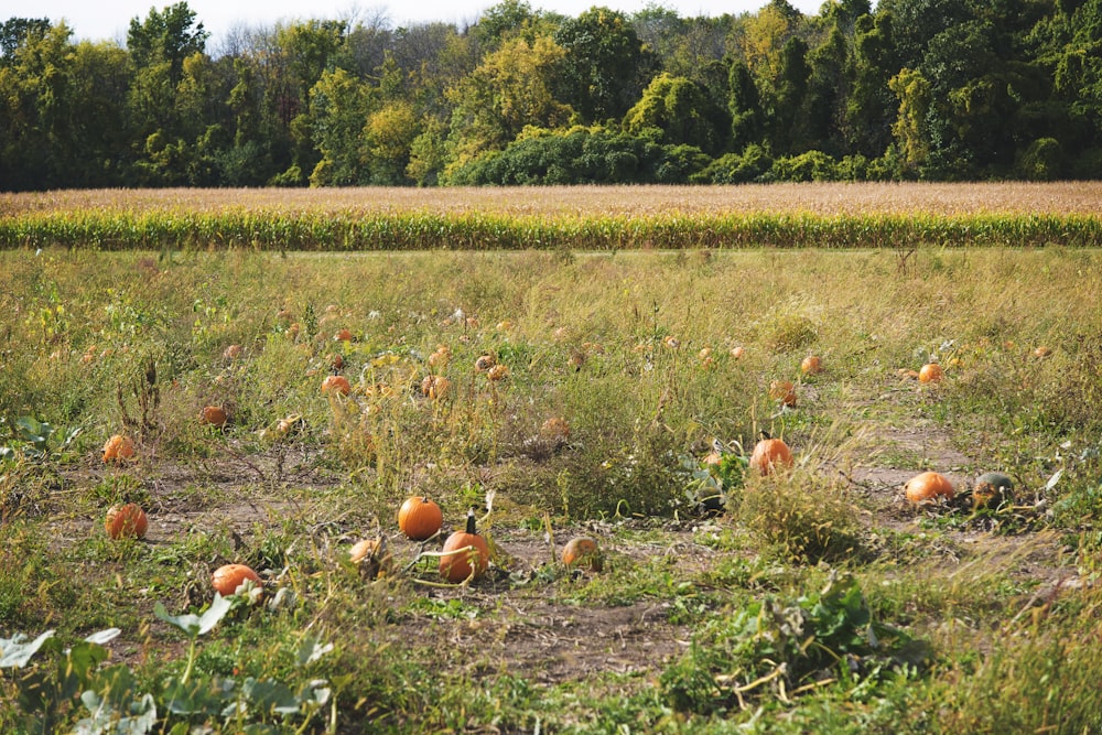 a field full of pumpkins with trees in the background