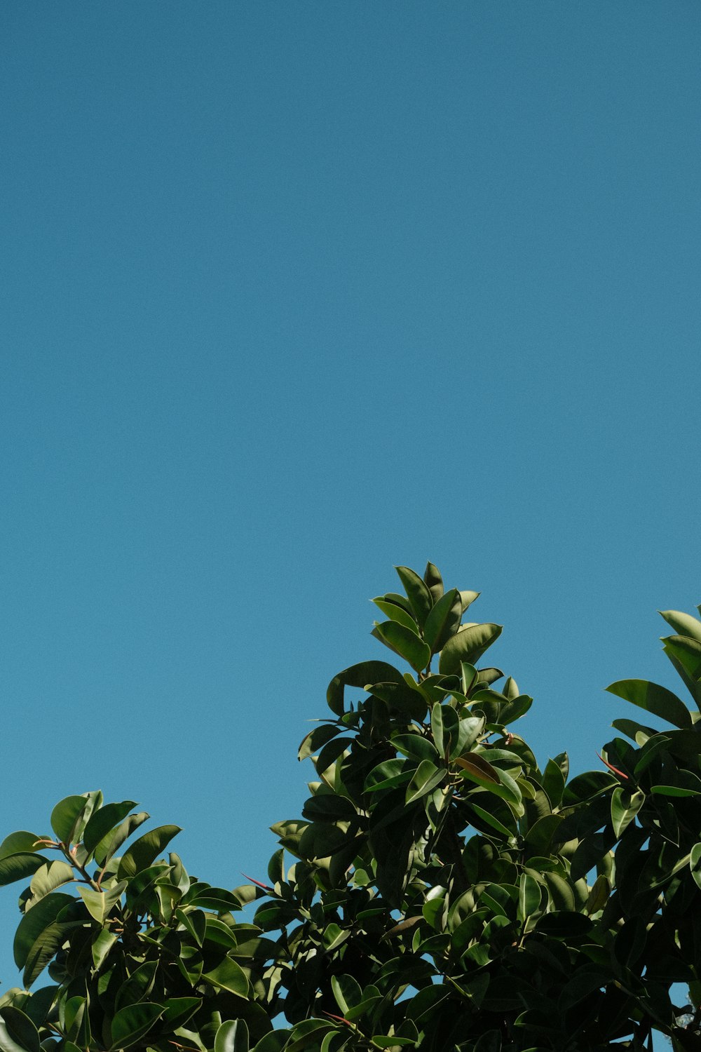um avião voando sobre uma árvore com um céu azul no fundo