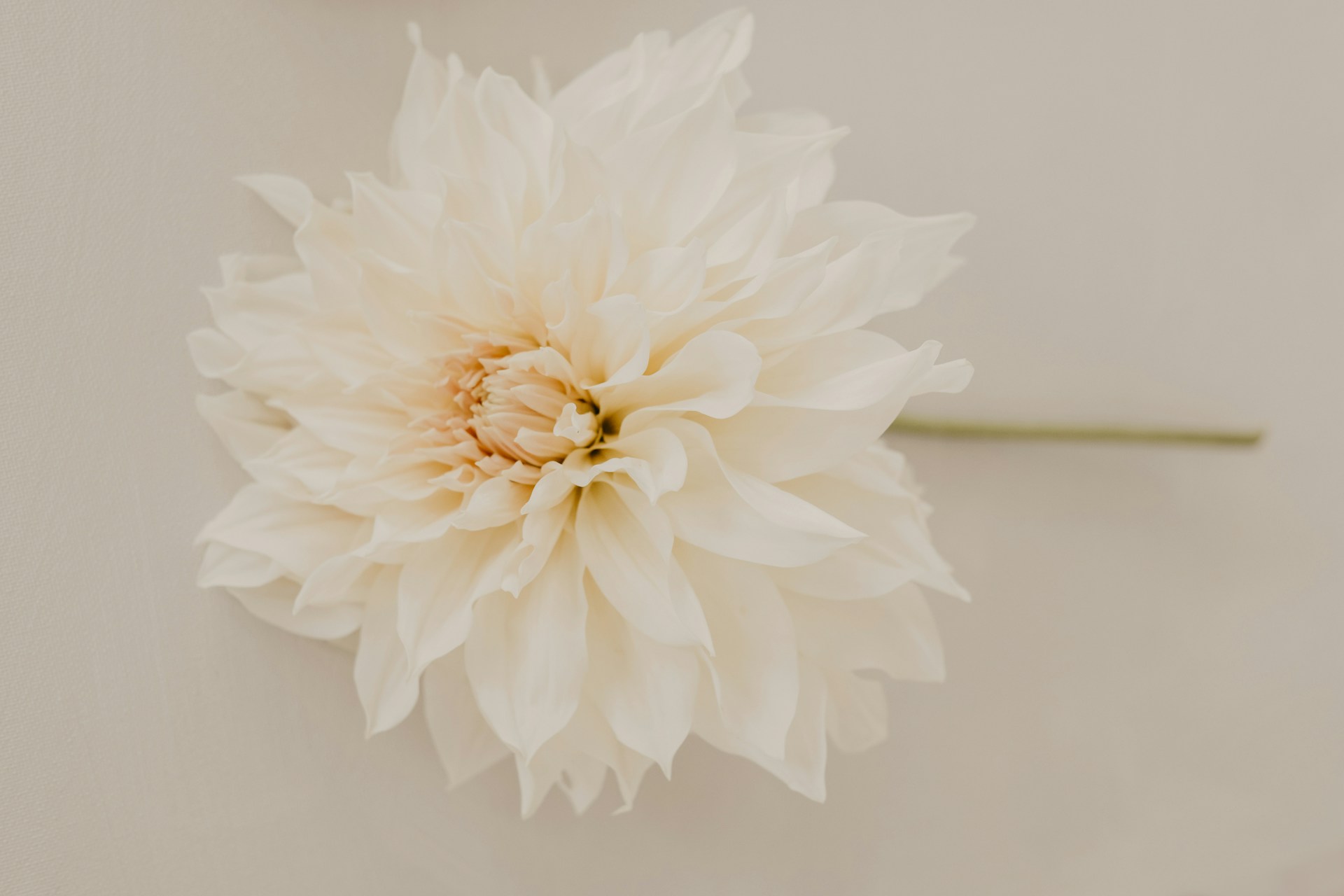 a large white flower on a white surface