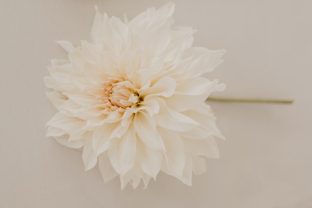 a large white flower on a white surface