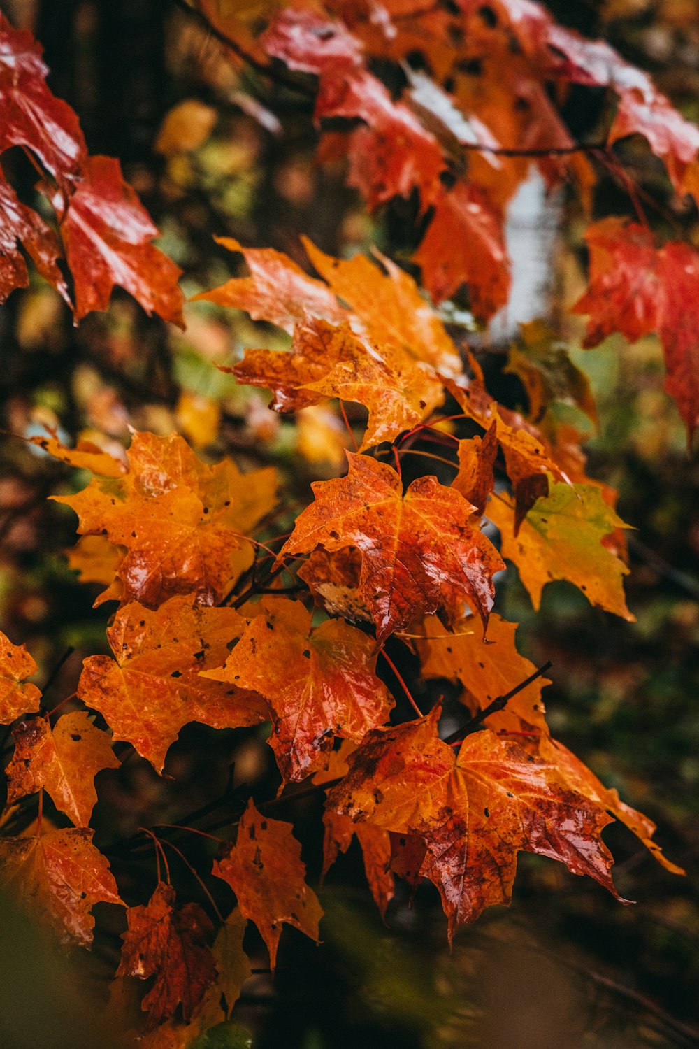 a bunch of leaves that are on a tree