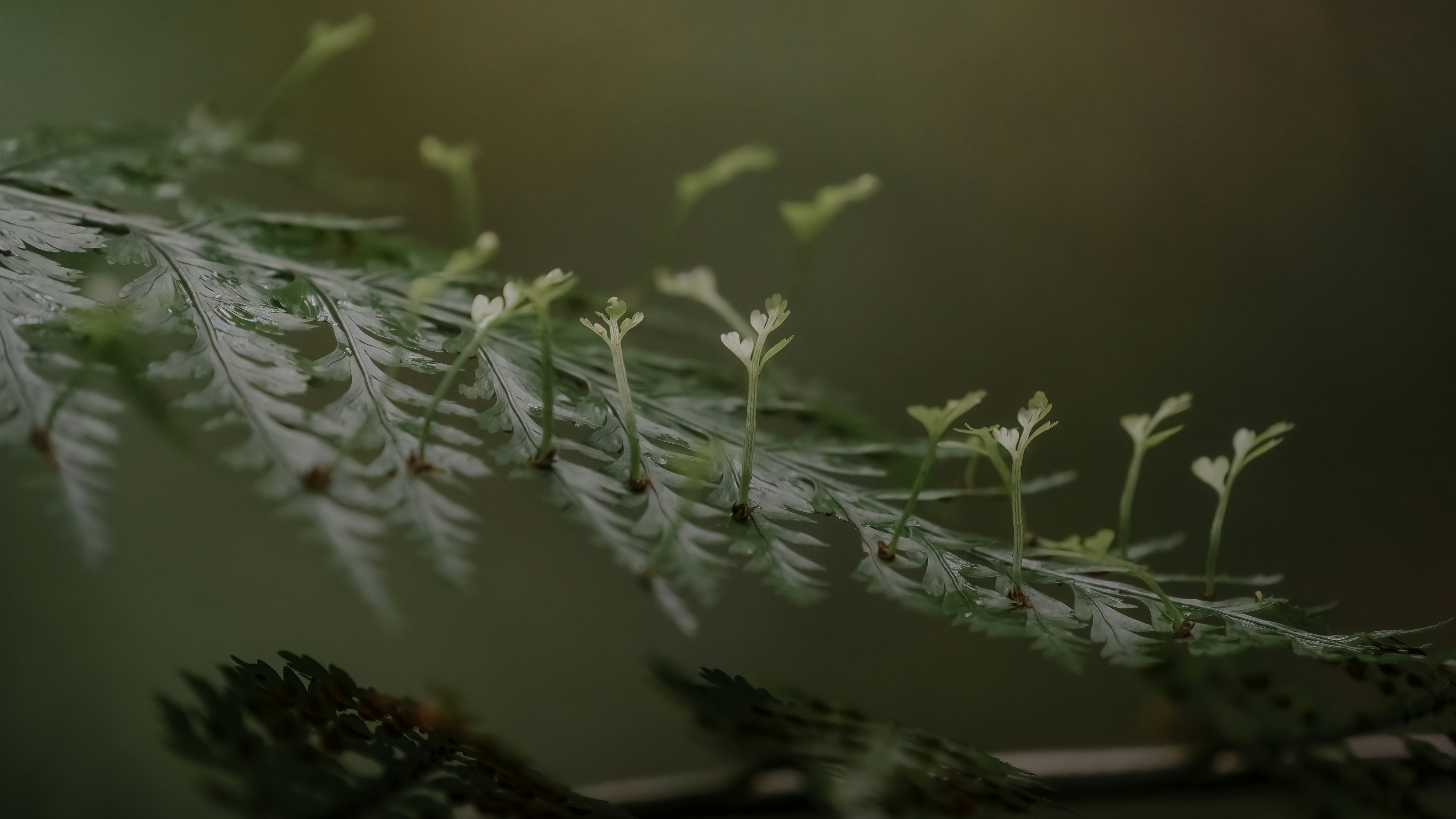 a close up of a plant with small leaves