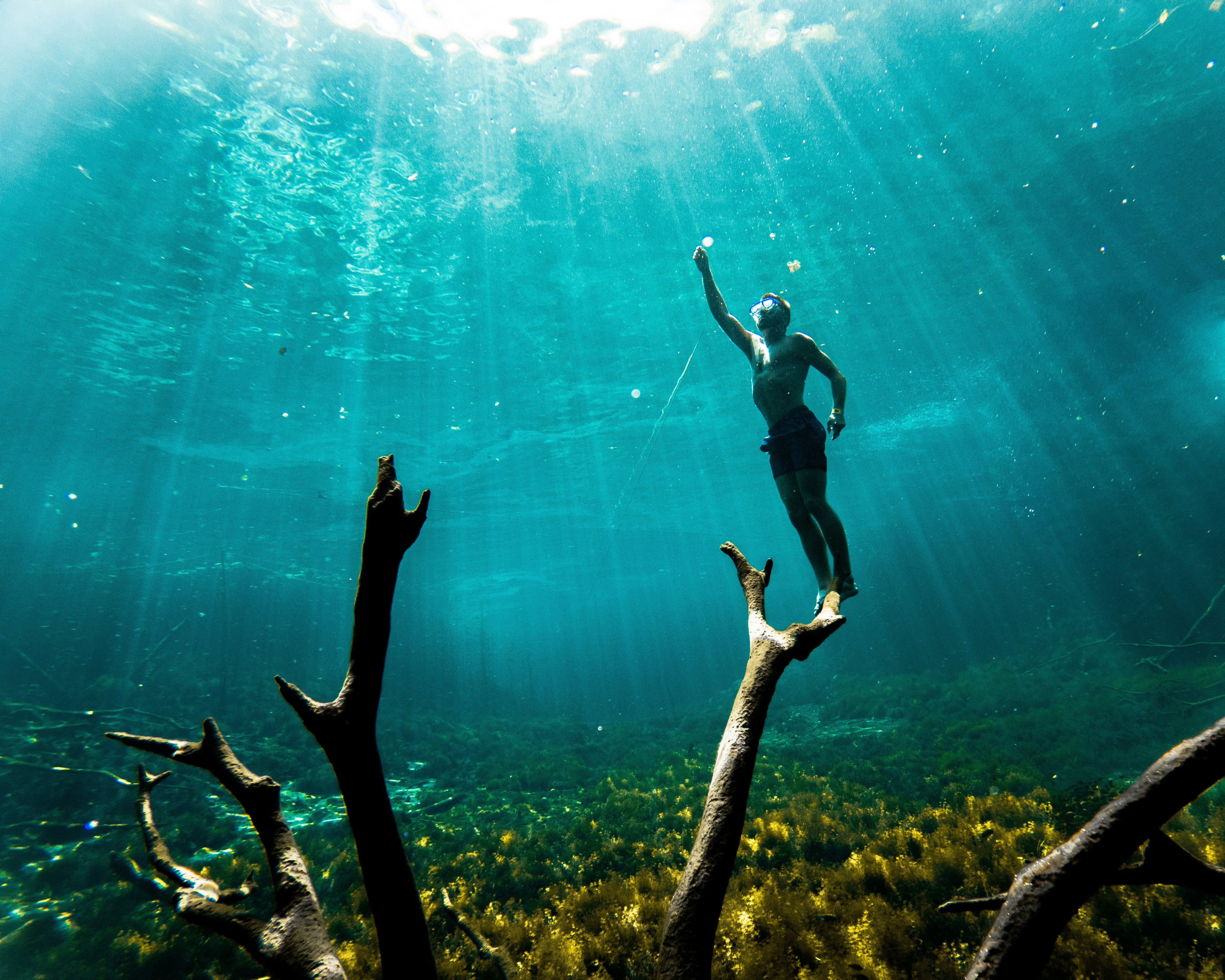 a person standing on a branch in the water