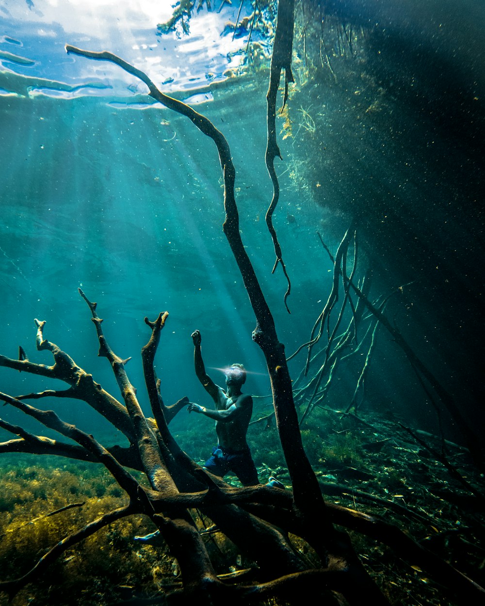 a person standing on top of a tree under water
