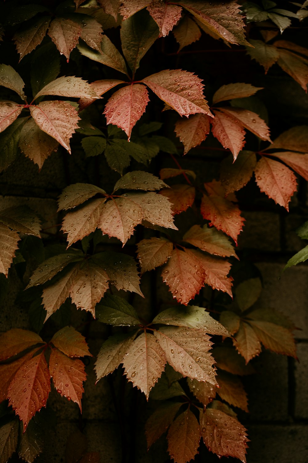 a bunch of leaves that are on a wall