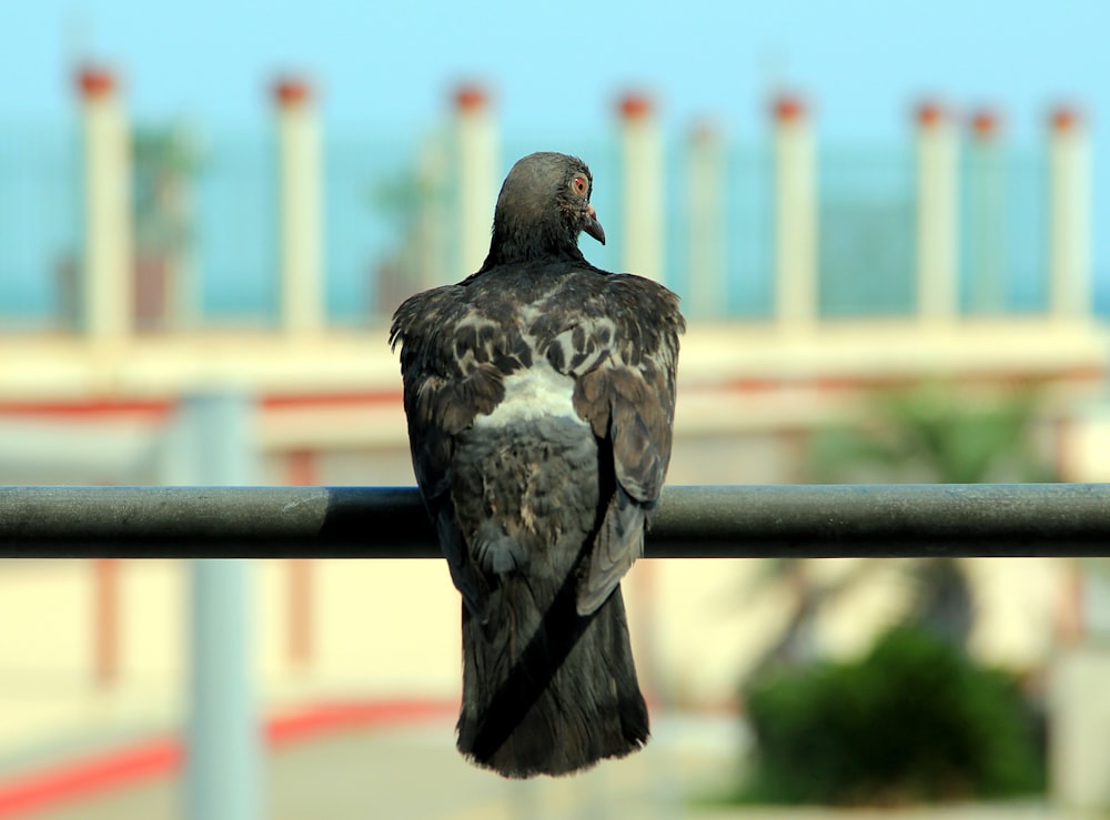 a close up of a bird on a rail