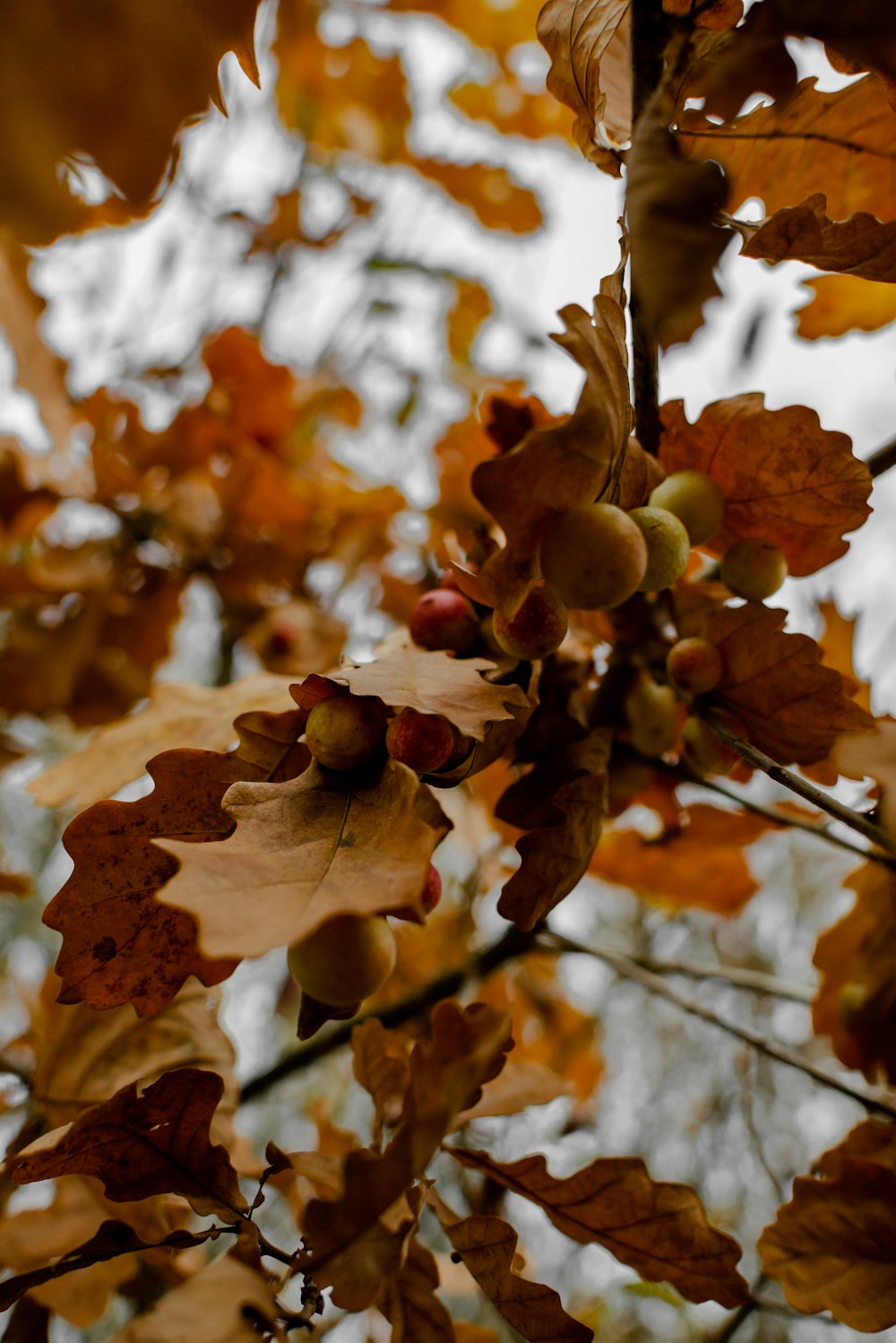 a branch of a tree with lots of leaves