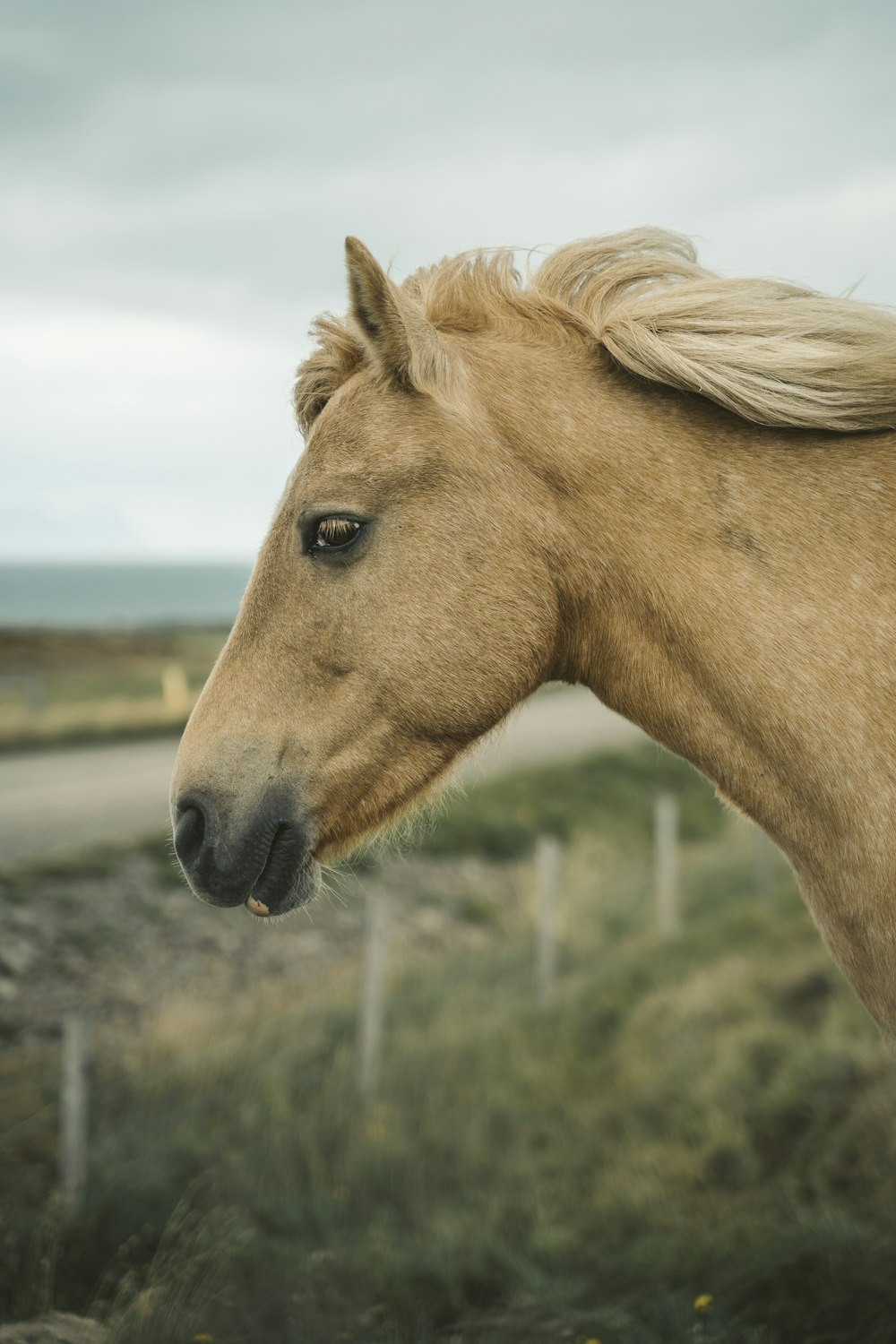 a brown horse standing on top of a lush green field