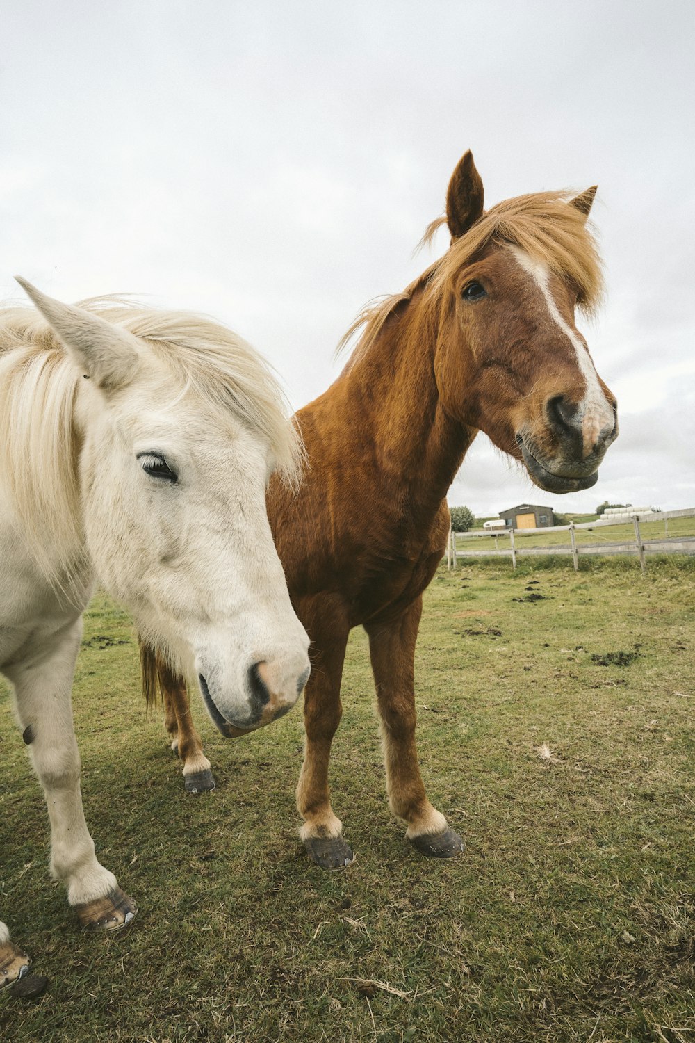 a couple of horses standing on top of a grass covered field