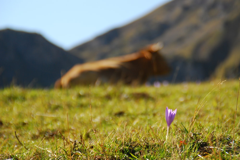 a small purple flower in a grassy field with a cow in the background