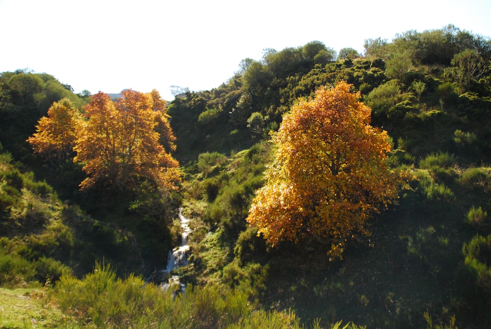 a stream running through a lush green forest