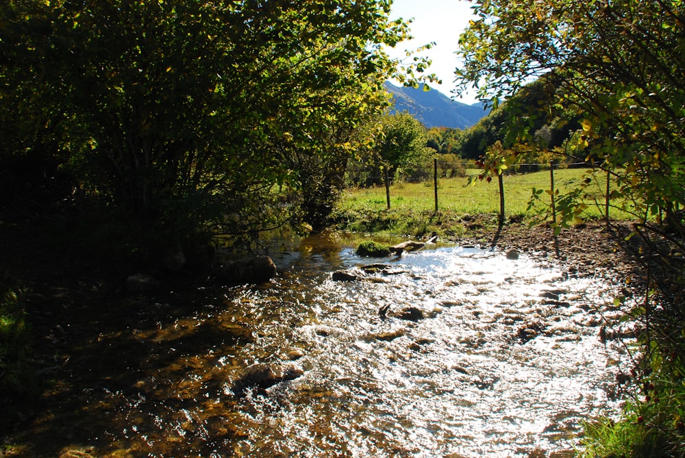 a stream running through a lush green forest