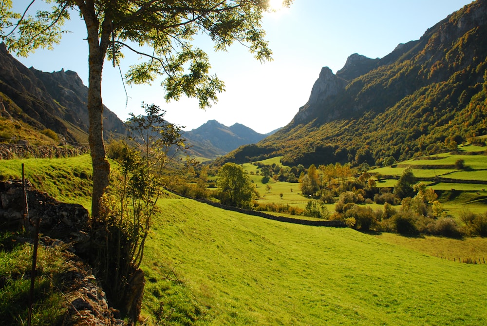 a lush green valley with mountains in the background