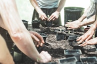 A diverse group of volunteers planting trees in a community garden.